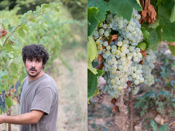 Les Vignes d'Olivier